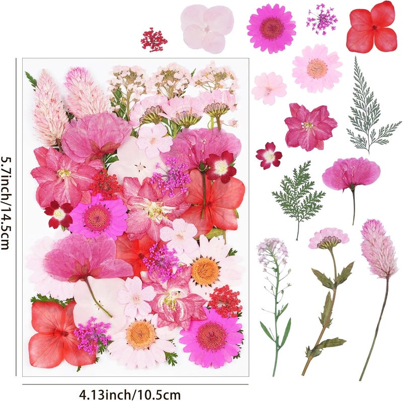 Xinxinran 40Pcs Pink Dried Pressed Flowers for Crafts, Dry Flowers Kit for Resin Molds,Epoxy Resin Accessories,Bookmark,Nails, Jewelry Molds,Candle Making Supplies,Soap,Frame,Cakes - Image 2